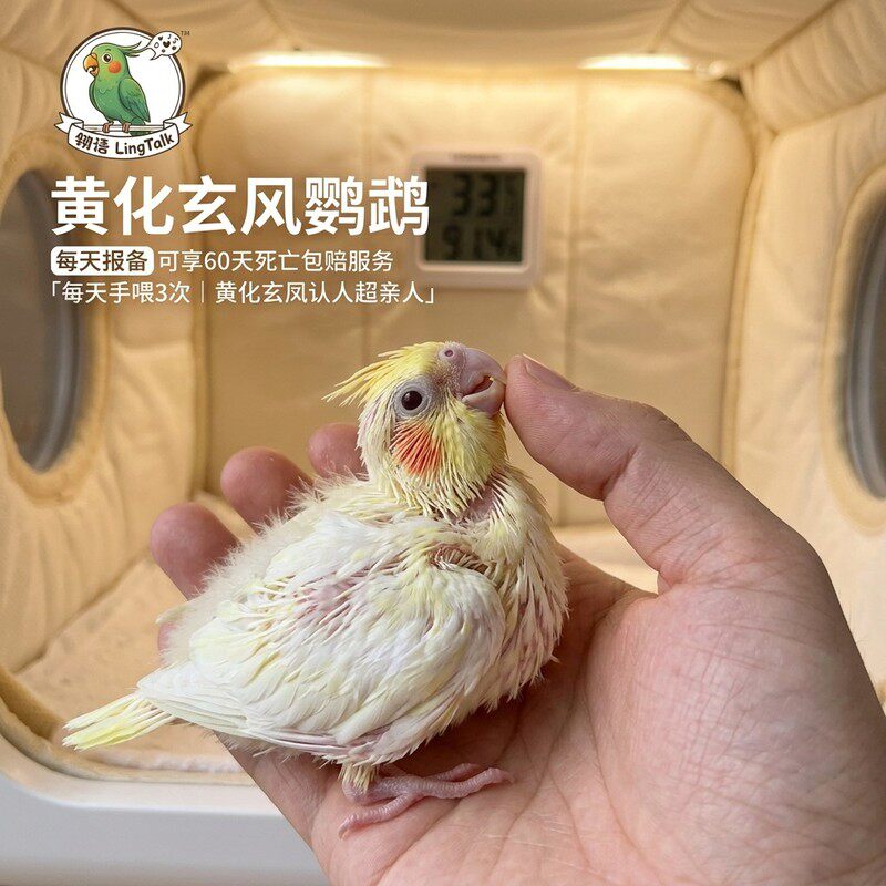 玄风鹦鹉活鸟黄化珍珠花活幼鸟崽