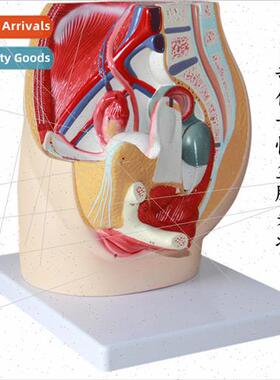 3 parts simulation female pelvic model urogenal specimen med