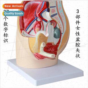 3 parts simulation female pelvic model urogenal specimen med