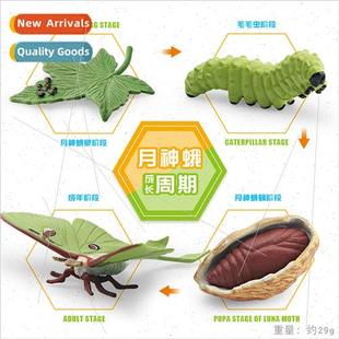 cycle moon tailed long model growth moth god animal Insect