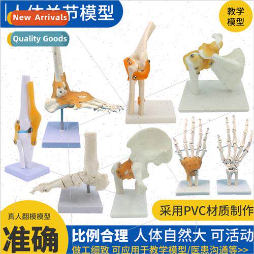 Human knee joint model shoulder joint elbow joint hjoint foo
