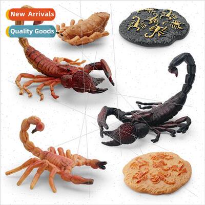 Insect life growth stage model children science education co