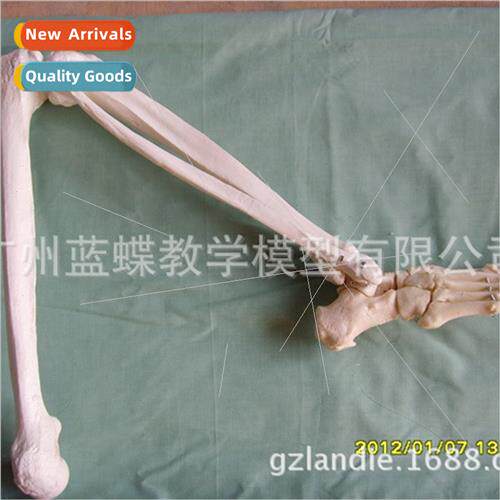 Human Bones Lower mb Bones Foot Joints Knee Joints Ulna Radi