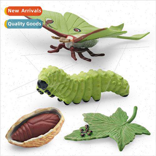 Insect growth cycle model children science education moon go