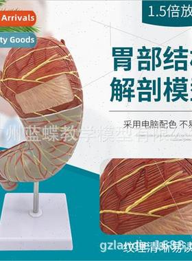 Digestive Stomach Anatomy Model Medicine Teaching Model Inte