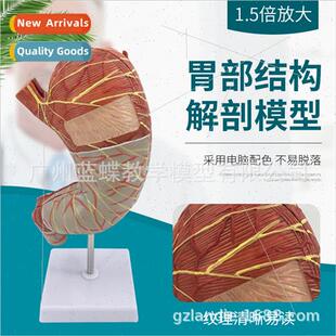Digestive Stomach Anatomy Model Medicine Teaching Model Inte