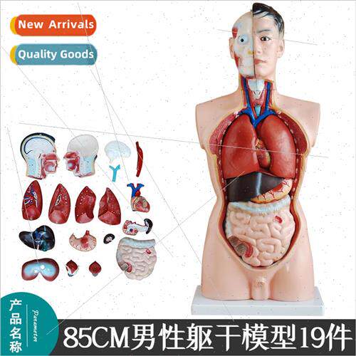 85CM male torso model 19 pcs human organs model human intern