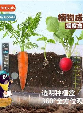 Childrens plant observation box vegetable flower seed germin