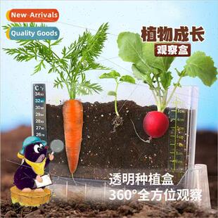 Childrens plant observation box vegetable flower seed germin