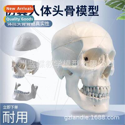 Teaching 1:1 natural big head skull specimen Head anatomy Sk