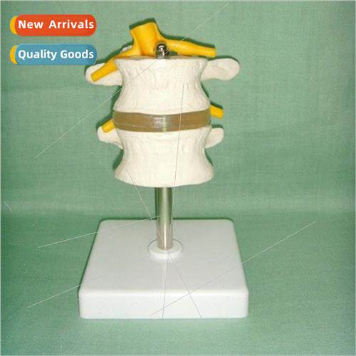 mbar spine model two lumbar vertebrae spine model lumbar ver