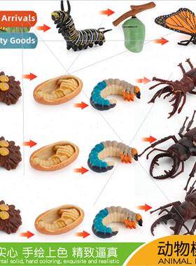 Insect Growth Cycle Model Butterfly Antlered Bug Mini fe Sta