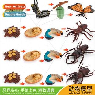 Insect Growth Cycle Model Butterfly Antlered Bug Mini fe Sta
