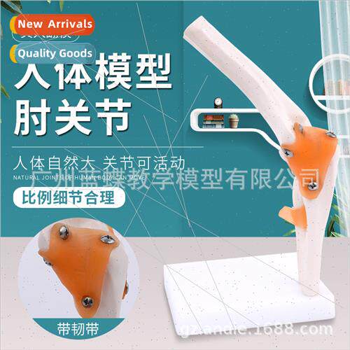 Functional model joints Skeletal model human elbow joint Ske