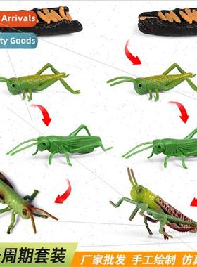 Animal Insect Locust Grasshopper Growth Cycle Model Set Scie