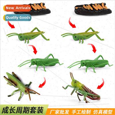Animal Insect Locust Grasshopper Growth Cycle Model Set Scie