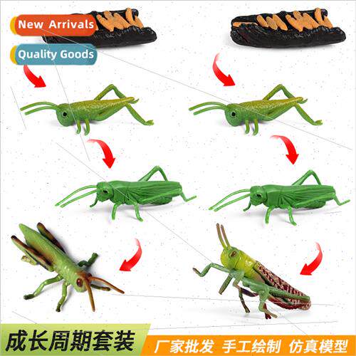 Animal Insect Locust Grasshopper Growth Cycle Model Set Scie