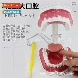 Dental Model Early Learning Den Children Teaching Oral