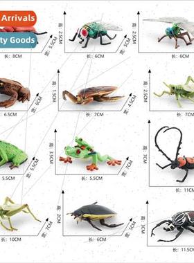 Wild Golden Turtle Grasshopper Fly Field Turtle Dragon Tick