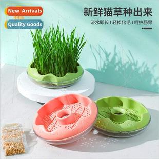 grass cup soil hydroponic less seeds cat wheat Donut potting