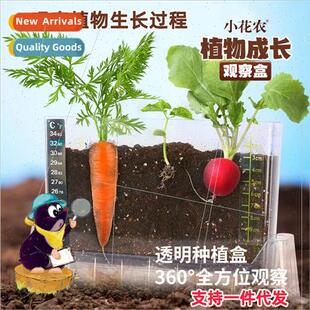 plant observation box 适用children transparent student plant