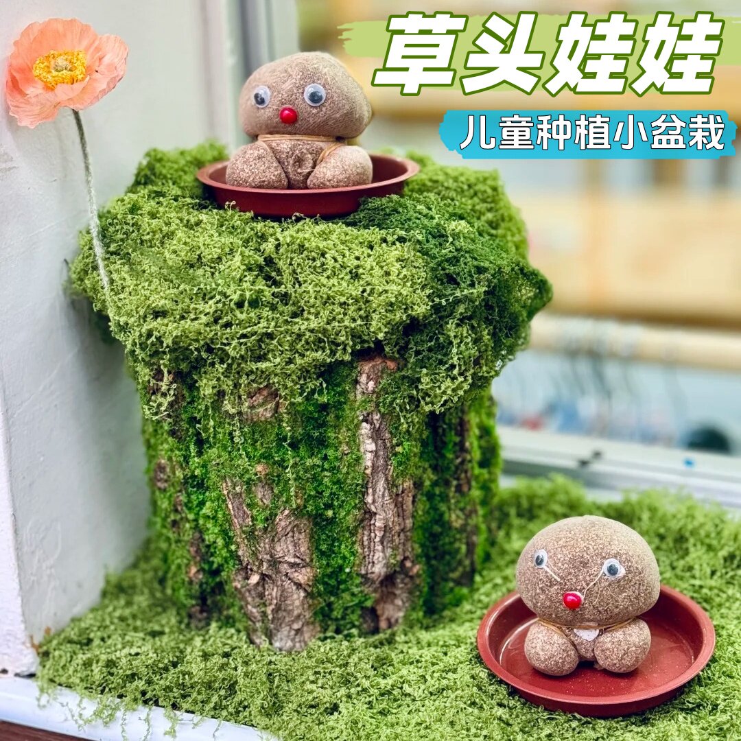 草头娃娃小盆栽幼儿园植物区角种植长草摆件桌面儿童水培小青草