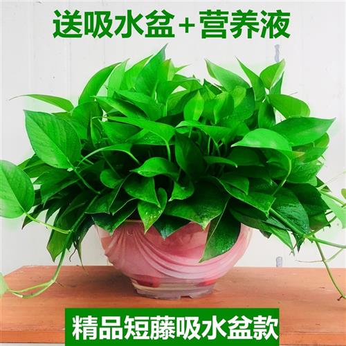 大盆绿萝盆栽室内花除甲醛超大绿箩长藤净化空气植物客厅垂吊新房