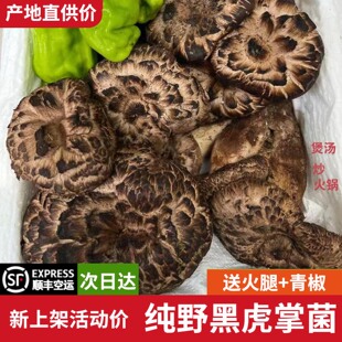 新鲜野生黑虎掌纯野生黑虎掌獐子菌野生菌煲汤炒藏区野生菌獐子菌