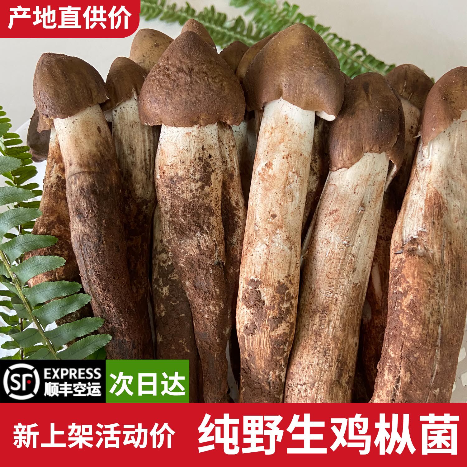 （现货）新鲜野生鸡枞野生菌火把新鲜松茸/菌菇