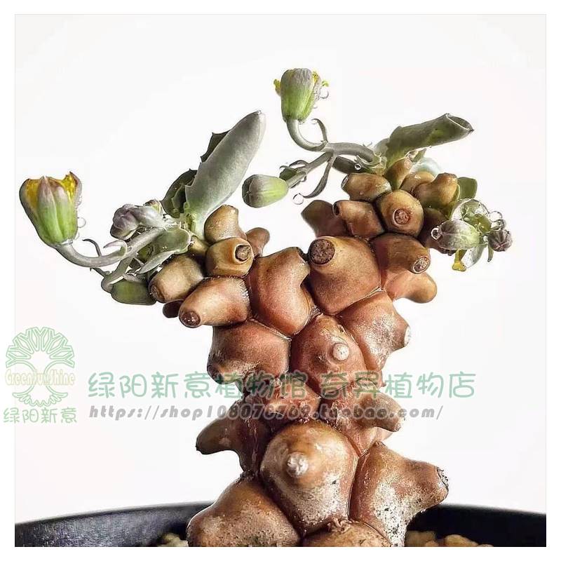 绿阳新意蛮鬼塔Othonna herrei厚敦菊属多肉植物1物1拍带盆发