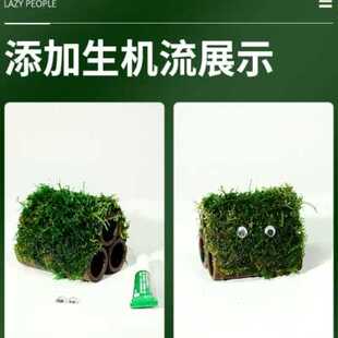 水培植物和鱼共养无泥水草冒泡鱼缸一体免打理生态养鱼专用真草