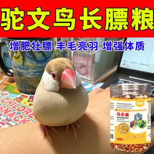 驼文鸟雏鸟饲料天然优质营养繁殖催下蛋鸟粮增肥长肉长胖壮膘美毛