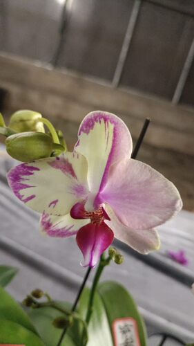 闻澜花舍福利款蝴蝶兰苗一物一拍 售后看图 高档室内观花植物