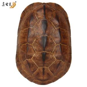 IYR7 真乌龟壳器具龟壳工具摆件 龟壳文玩龟甲铜钱家居随身用品