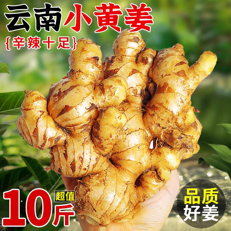 2024正宗云南小黄姜10斤新鲜生姜现挖高山沙姜老嫩姜土姜蔬菜包邮