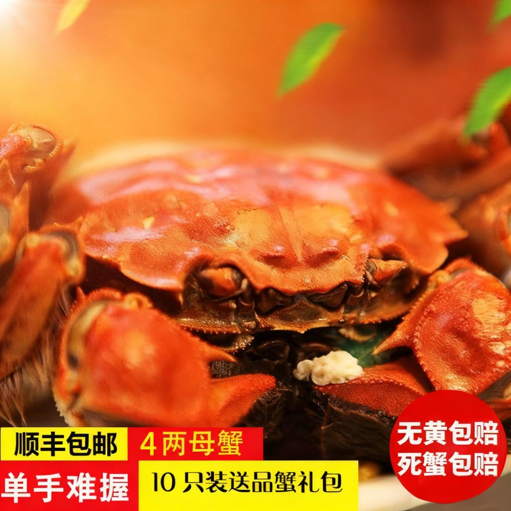 现货大闸蟹全母4.0两鲜活特大螃蟹现货礼盒装官方旗舰河蟹