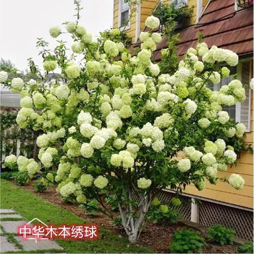 中华木本绣球树苗大花斗球白麻球