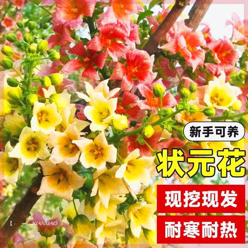 文冠花树苗浓香型花卉四季开花