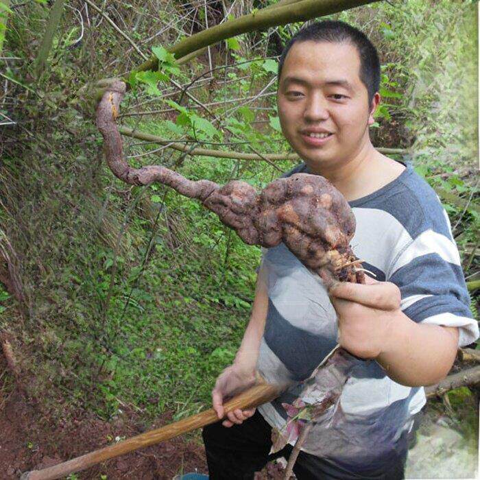 九蒸制正野品生何首片粉何首QUJ乌片洗发粉及磨粉5九00乌g