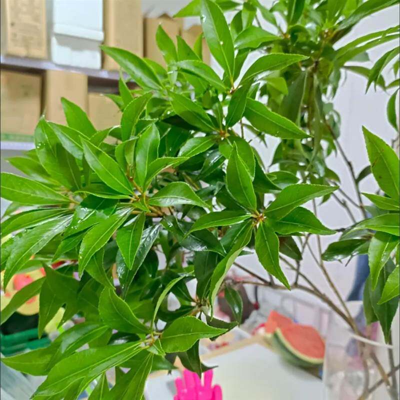 马醉木水培植物鲜切枝条树枝室内绿植日本吊钟树苗水养盆栽活树