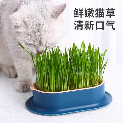 创意无土水培新款化毛草