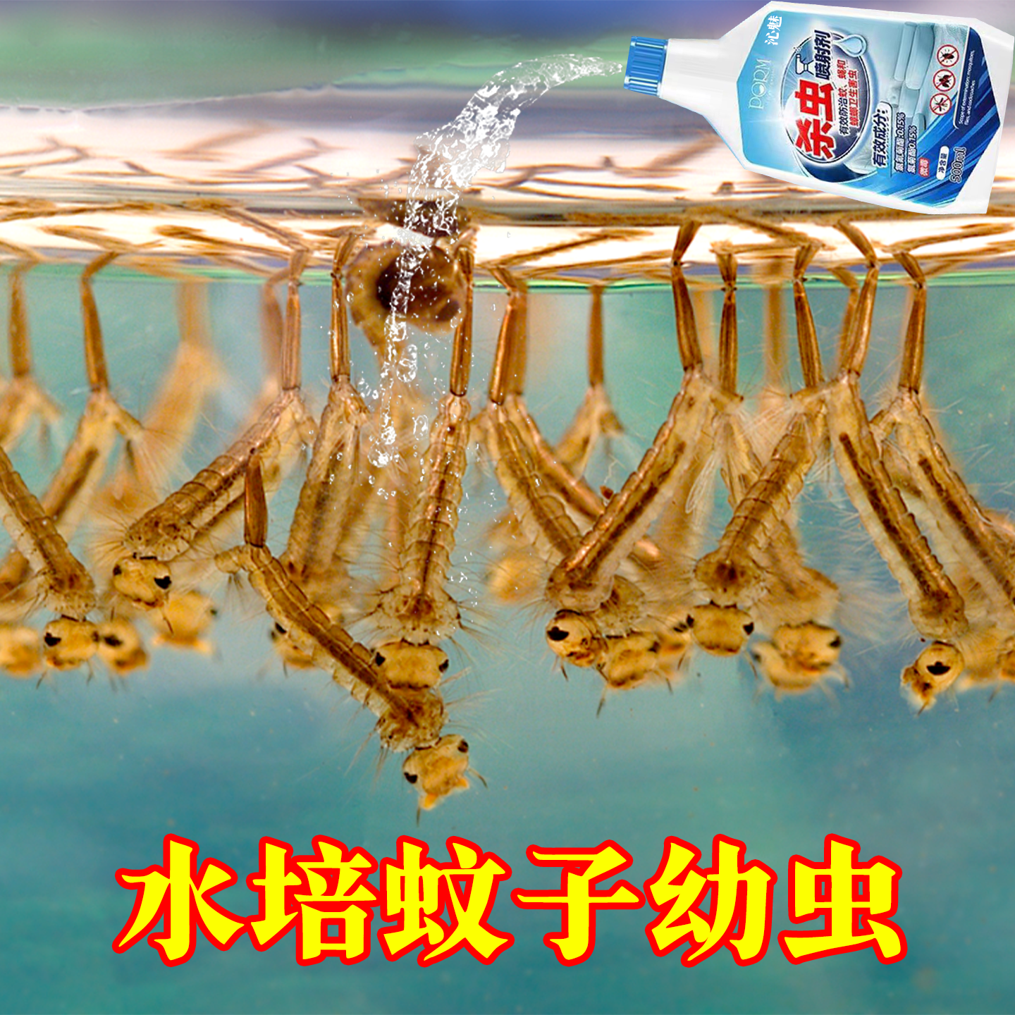 水培植物杀虫剂蚊子幼虫卵孑孓水塘花盆鱼缸荷花池塘灭水里的虫wg