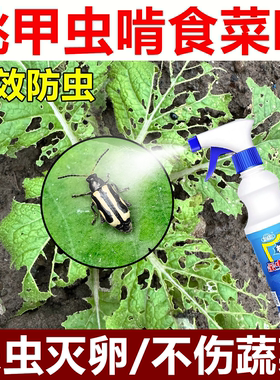 蔬菜叶子被跳甲虫咬青菜植物花卉蚜虫白菜青虫卵双杀防驱虫药wg
