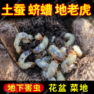 杀土蚕地老虎专用药菜地土壤六六灭地下害虫清蛴螬粉盆栽蝼蛄xf