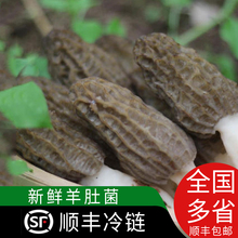2024新鲜干羊肚菌四川特产特级 干货 羊肚类蘑菇食用菌煲汤