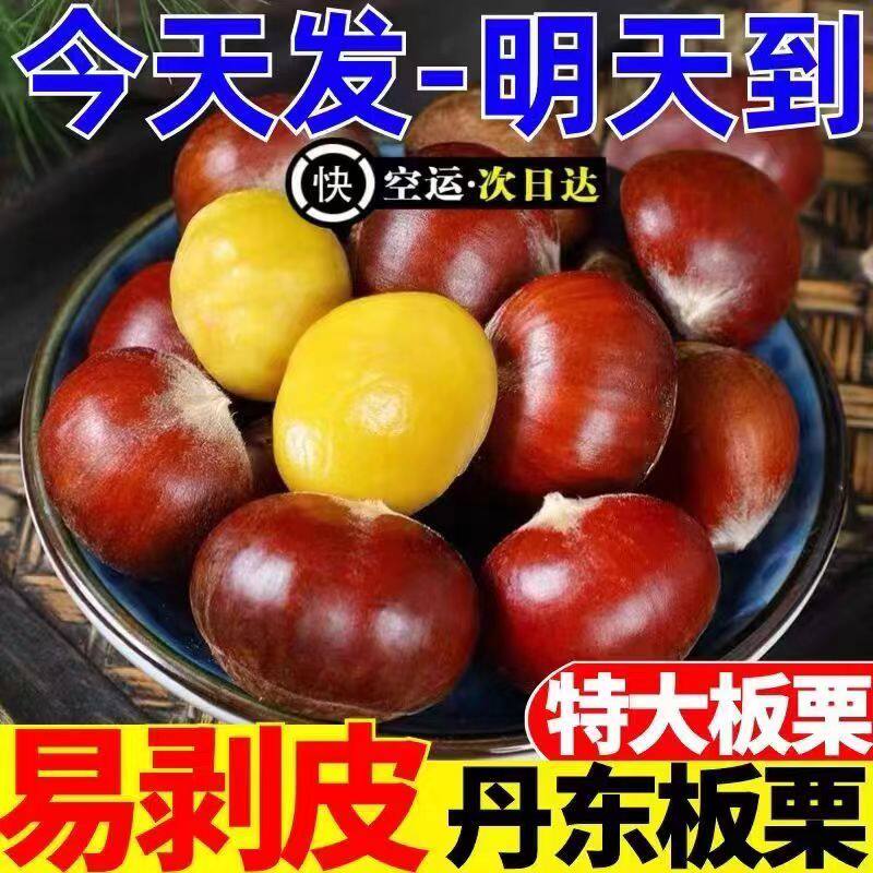 新鲜丹东大板栗生栗子5斤嫩毛粟子大果当季带壳油锥栗仁整箱包邮