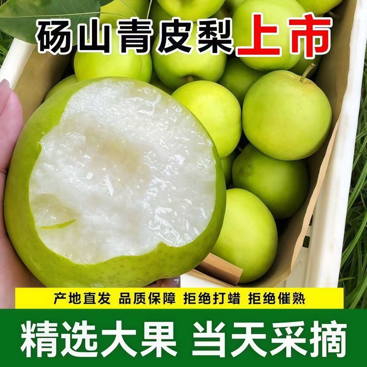 砀山青梨 新鲜水果当季一整箱翠玉梨甜多汁青皮梨薄皮现摘现发