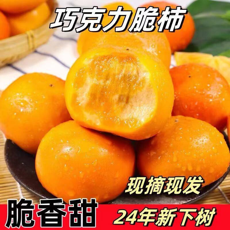 阳丰巧克力脆柿子新鲜水果柿子当季正宗冰糖心黄甜脆非火晶