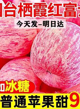 2026新果山东烟台苹果水果栖霞红富士正宗甜脆好吃新鲜不打蜡