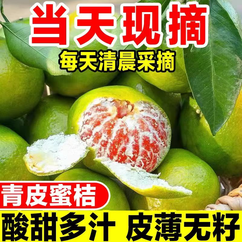 云南蜜桔橘子小果酸甜青皮蜜橘新鲜桔子水果5斤现摘当季柑橘整箱